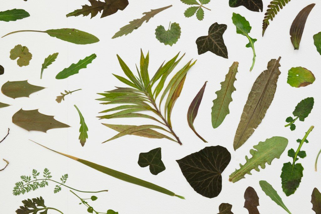 Site specific installation, found leaves
