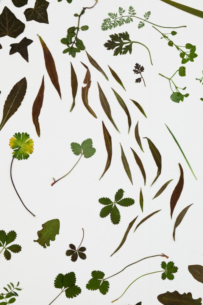 Site specific installation, found leaves