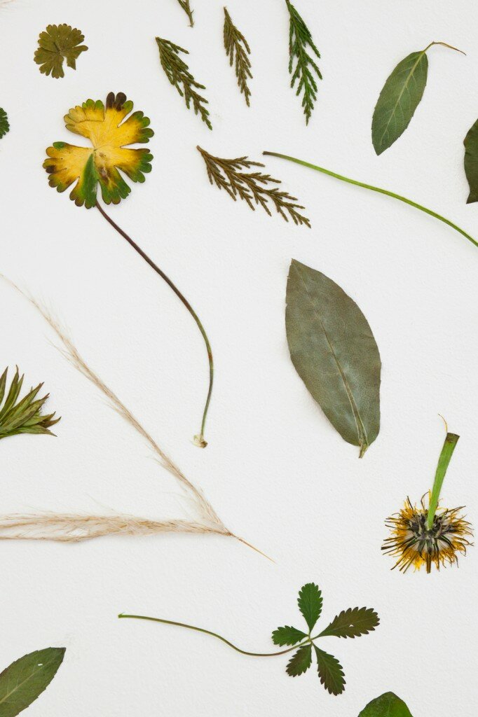 Site specific installation, found leaves